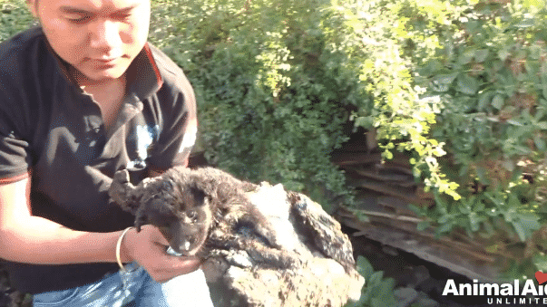 A Puppy Was Crying in Pain Because She Was Stuck in Rock-Solid Tar and Couldn't Move |