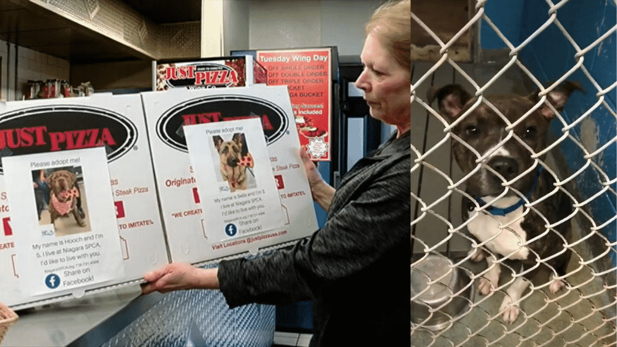 Local Shelter and Pizza Place Team Up to Get Dogs Adopted By Putting Their Photos on Pizza Boxes |