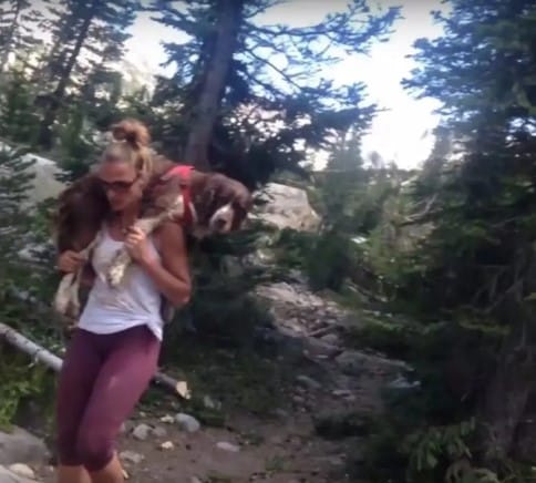 Amazing Woman Finds Injured Dog in Woods, Carries Him For 6 Hours To Save His Life |