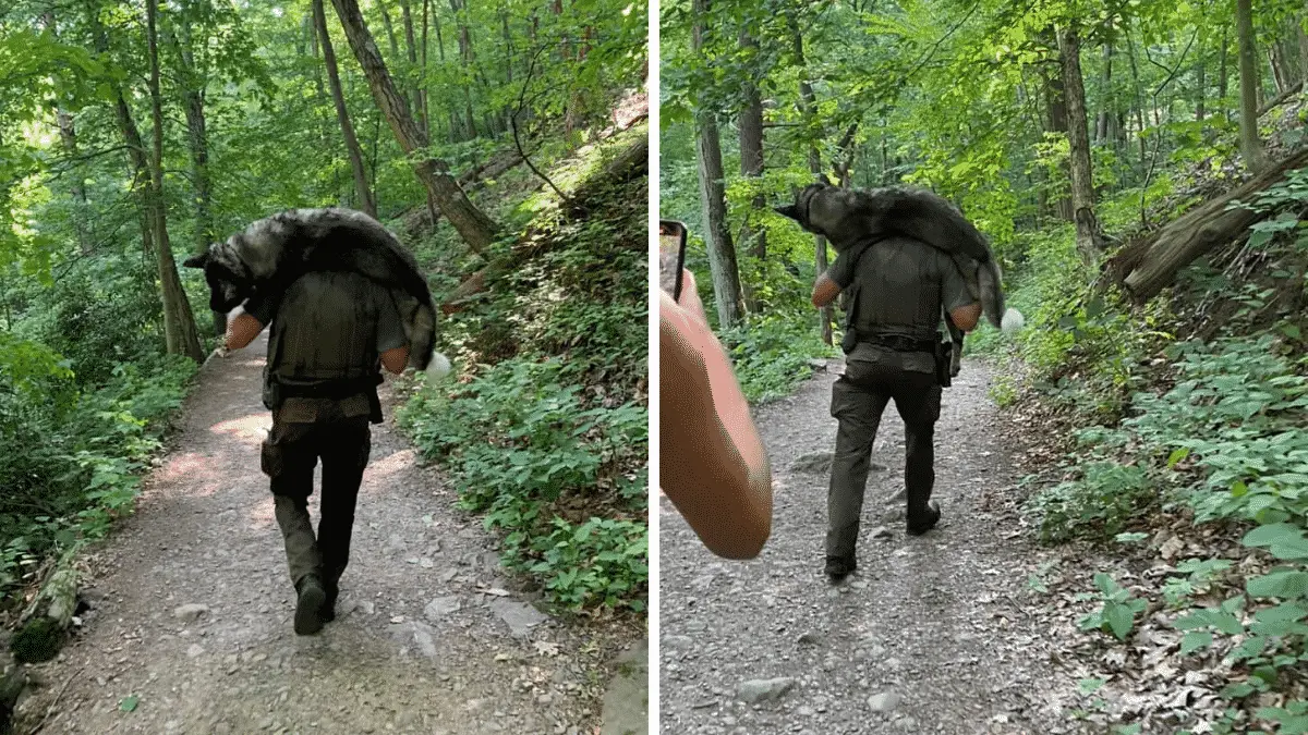 Ranger Carries 100lb German Shepherd For Miles Through Rocky Hills to Save His Life |