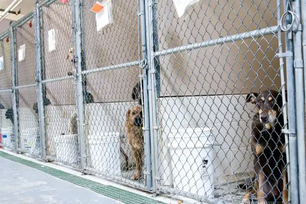 Dog Escaped
