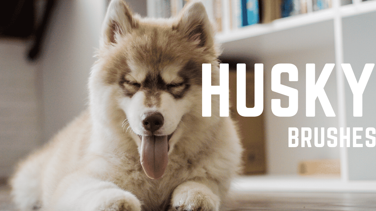 The Best Brush for Husky in 2021 - A Complete Buyer’s Guide |