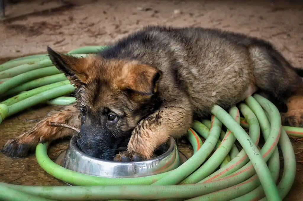 GSD puppy to illustrate how to choose the best dog food for german shepherd puppy