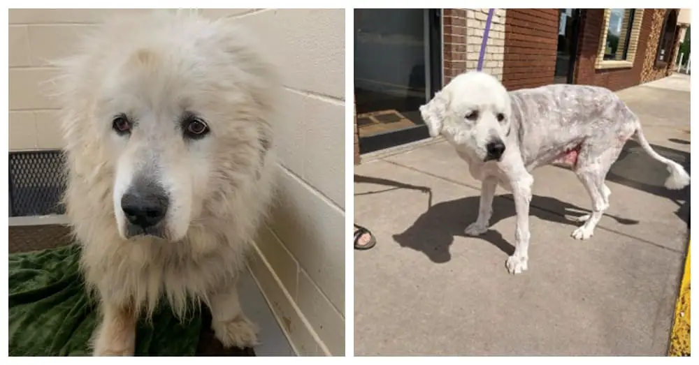 Senior Dog Abandoned Outside Animal Shelter With Just a 7-Words Note |