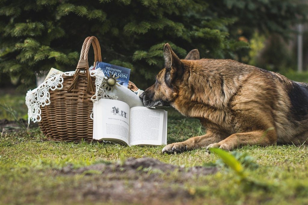 A Simplified Guide for The Perfect German Shepherd Diet With 10 Super Tips! |