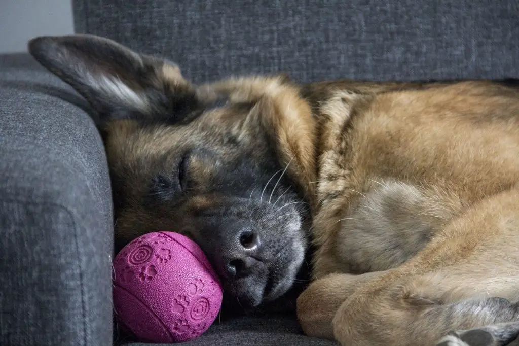 Do German Shepherds Shed? A Lot, Here Are 5 Easy Solutions |