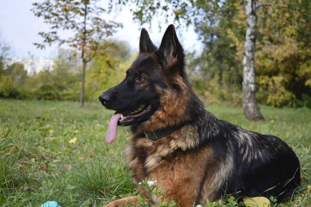 Why Do German Shepherds Bark So Much and How To Stop It |