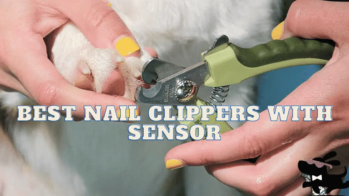 The 5 Best Dog Nail Clippers with Sensor - A 2021 Buyer’s Guide |
