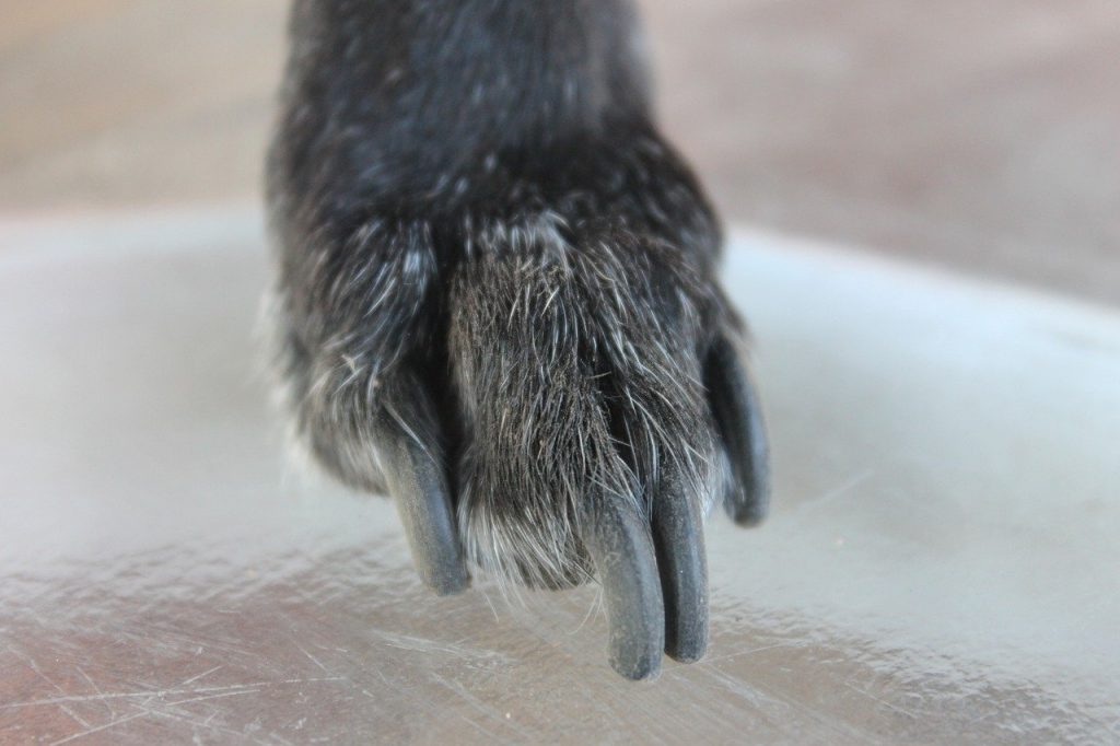 How to Trim Dog Nails That Are Overgrown in 8 Simple Steps |
