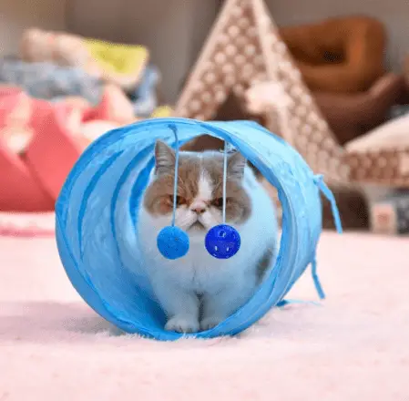 50*25cm Cat Play Tunnel Stunning Pets