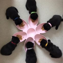 6 Connected Bowls for Pet Connected Bowls for Pet GlamorousDogs 