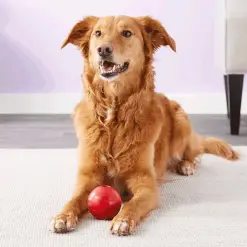 play Fetch Dog ball