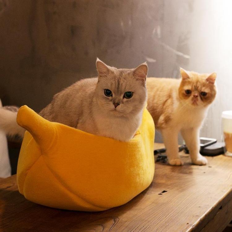 Домик банан для кошки. Банан кровать котята. Банана Кэт. BANANACAT.