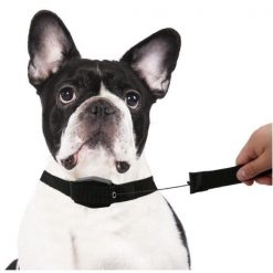 Best Retractable Dog Leash July Test GlamorousDogs