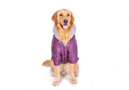Big Dog clothes Purple Stunning Pets