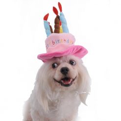 Birthday Cake Hat with Candles Stunning Pets 