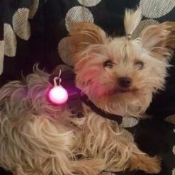 Bright Dog / Cat LED Night Safety Flash Light for Collars Stunning Pets 