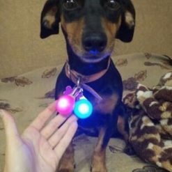 Bright Dog / Cat LED Night Safety Flash Light for Collars Stunning Pets 