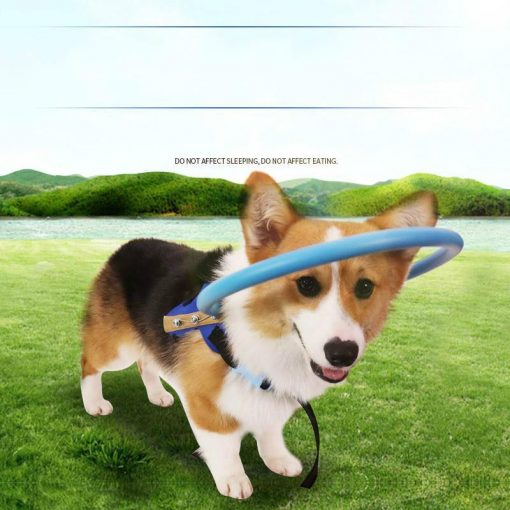 Bumper Collar Guide For Blind Dogs Harness Bumer collar GlamorousDogs