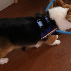 Bumper Collar Guide For Blind Dogs Harness Bumer collar GlamorousDogs 