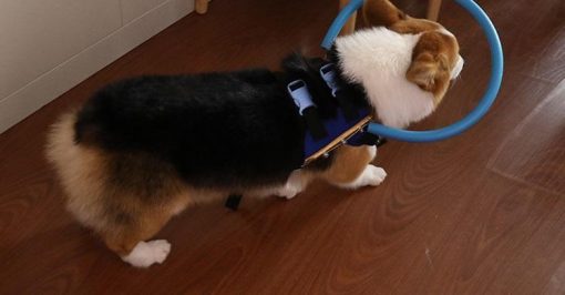 Bumper Collar Guide For Blind Dogs Harness Bumer collar GlamorousDogs