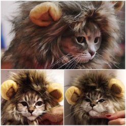 Cat Lion Mane Wig Stunning Pets 