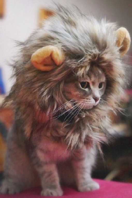 Cat Lion Mane Wig Stunning Pets