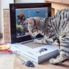 Cat Scratch Laptop Stunning Pets 