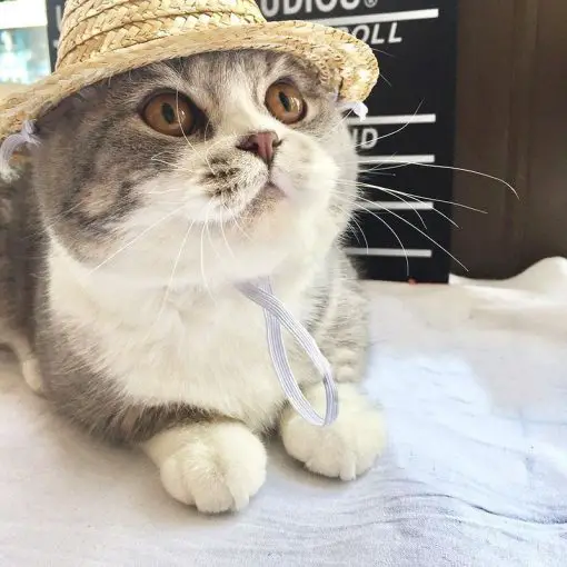 Cat Summer Hat GlamorousDogs