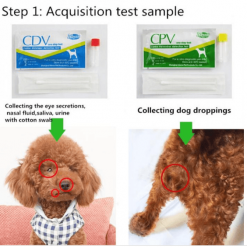 CDV Canine Distemper Virus/CPV Canine Parvovirus Test | ???? FREE ???? Virus Test GlamorousDogs