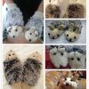 Colors Hedgehog Gloves Stunning Pets 