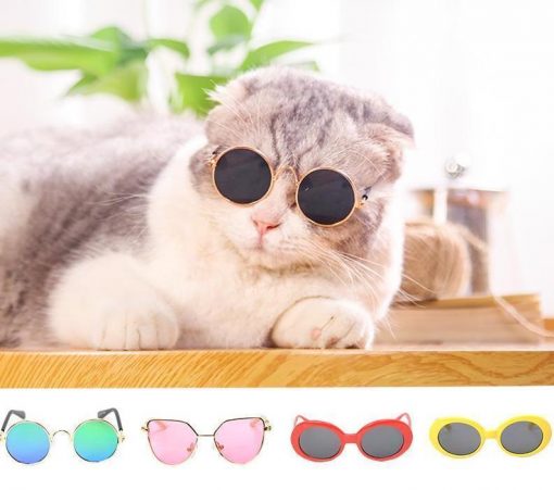 Cool Cat Sunglasses Stunning Pets