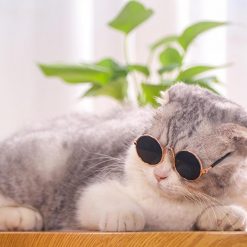 Cool Cat Sunglasses Stunning Pets 