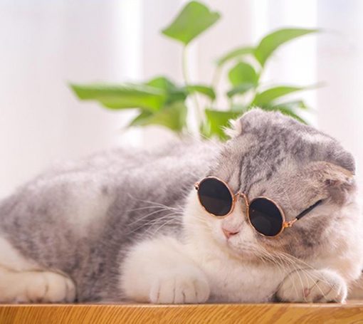 Cool Cat Sunglasses Stunning Pets
