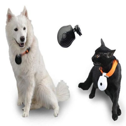 Digital Dog Collar Camera | Best Pet Gadget in 2018 July Test GlamorousDogs