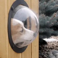 Dog Fence Peek Window Stunning Pets 