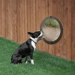 Dog Fence Peek Window Stunning Pets 