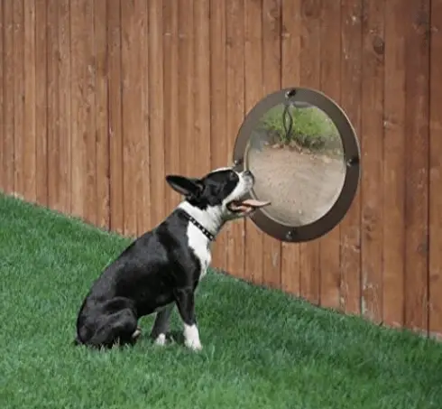 Dog Fence Peek Window Stunning Pets