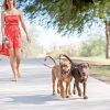 Enjoy Walks with the Non-Tangling Retractable Leash For 2 Dogs Stunning Pets 