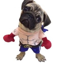Fighter Pet Costume Halloween costume GlamorousDogs S 