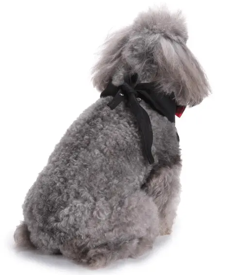 Formal Dog Tuxedo | Your Dog Will Look Dashing in This! Stunning Pets