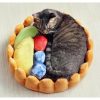 Fruit Tart Cat Bed | Cat-approved Bed | Free Shipping July Test ATC GlamorousDogs 