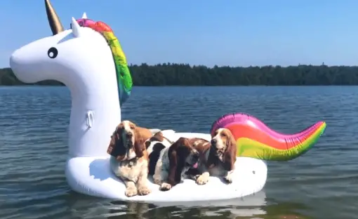 Giant Inflatable Float Ride-on! Stunning Pets