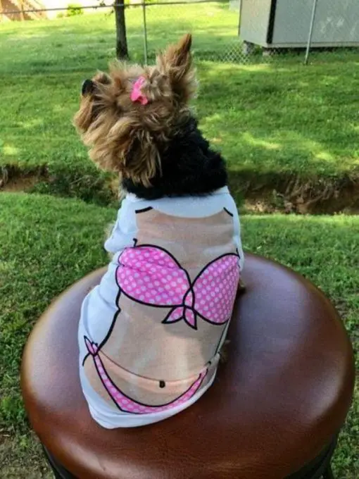 Hot Summer Body Shirt for Small Dogs and Cats | Free Shipping July Test Stunning Pets