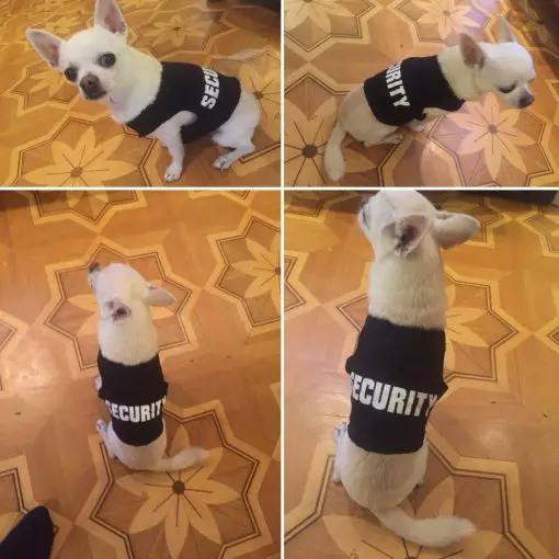 K9 Security Chihuahua Cute Vest GlamorousDogs