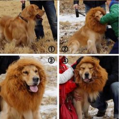 Lion Mane For Dogs, Turn Your Dog Into A Strong Lion Dog Wig GlamorousDogs 