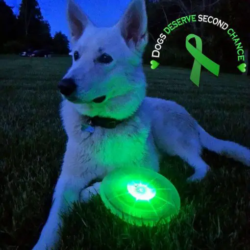 Liver Cancer Support Frisbee For FREE | Just Cover Shipping! Dog Toys GlamorousDogs