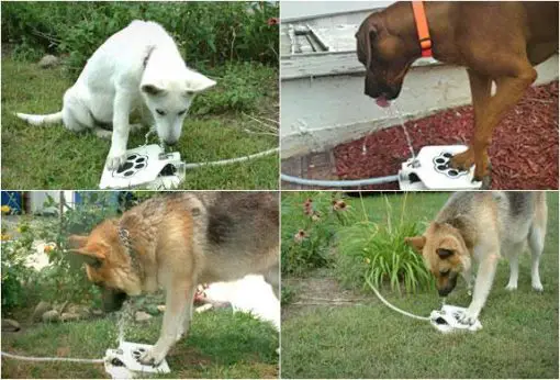 Outdoor Drinking Water Fountain for Dogs For Dogs ROI TEST Stunning Pets