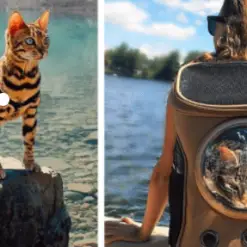 Pet Travel Backpack Stunning Pets 