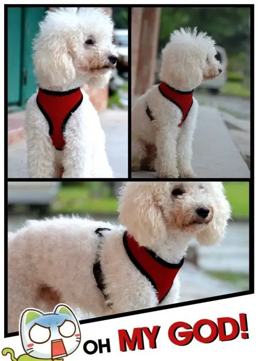 Colorful Breathable Dog Harness - Made of Durable & Soft Nylon 5